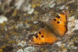 Imagem de Nymphalis californica Boisduval 1852