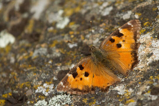 Imagem de Nymphalis californica Boisduval 1852