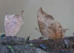 Image of Leafwings