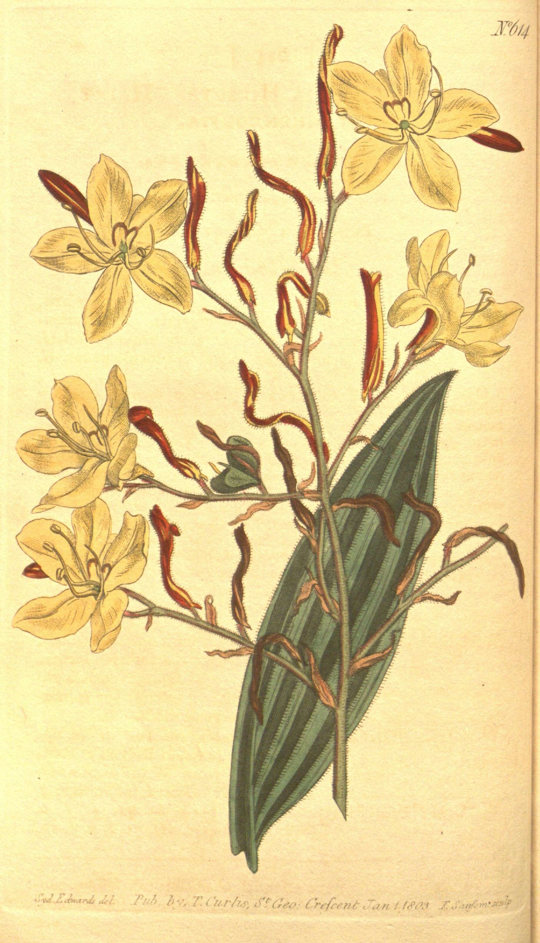 Image of Wachendorfia paniculata Burm.