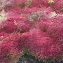 Sphagnum meridense C. Müller 1848的圖片