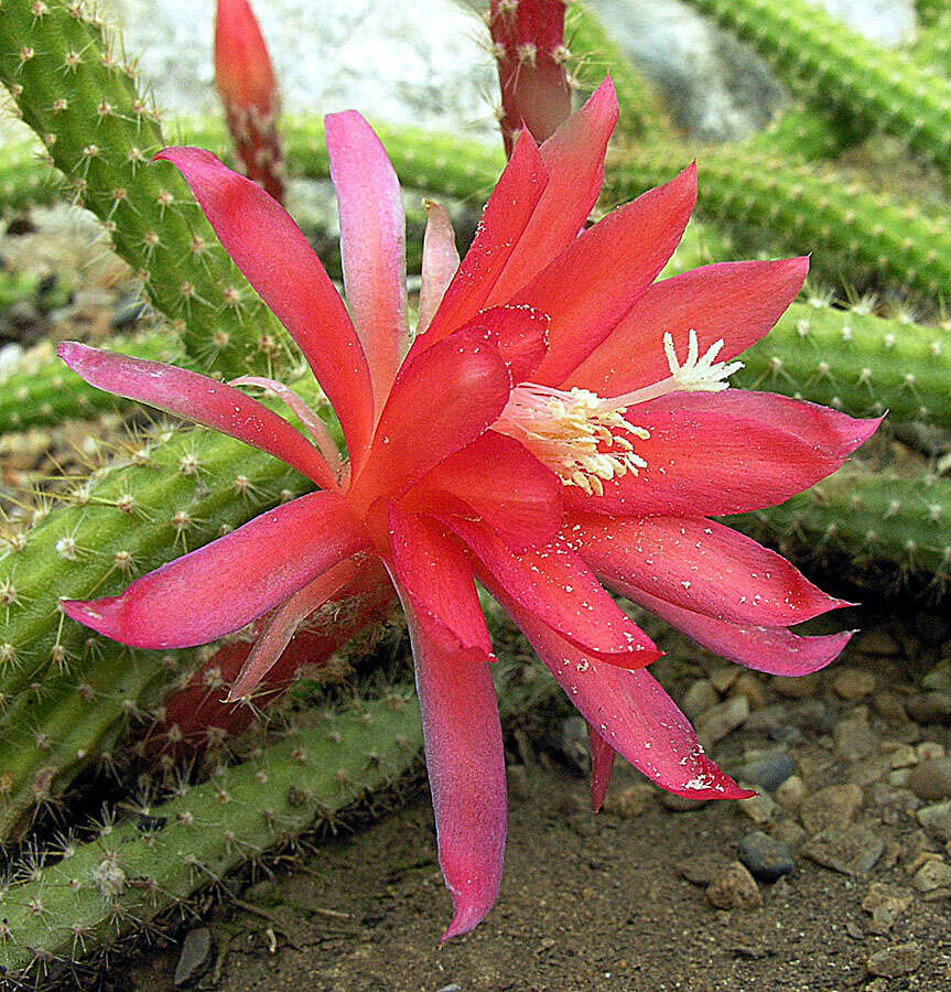 Image of Disocactus