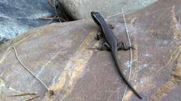 Image of water skink