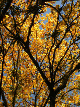 Image of Yellow trumpet tree