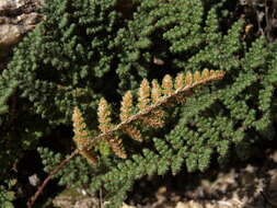 Image of coastal lipfern