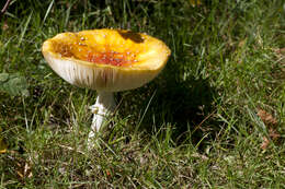 Image of Amanita