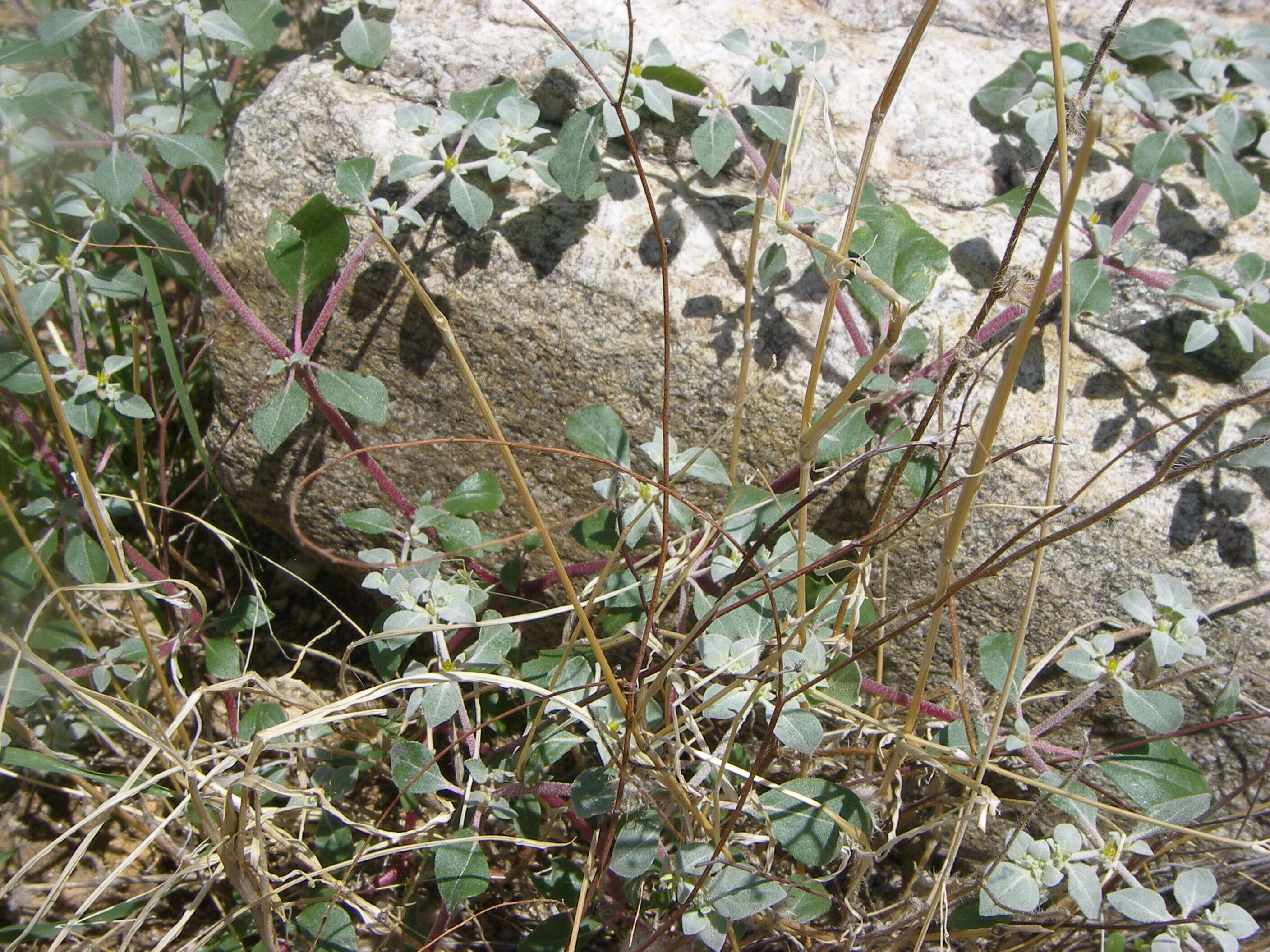 Imagem de Tidestromia lanuginosa (Nutt.) Standl.