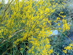 Image of bridal broom