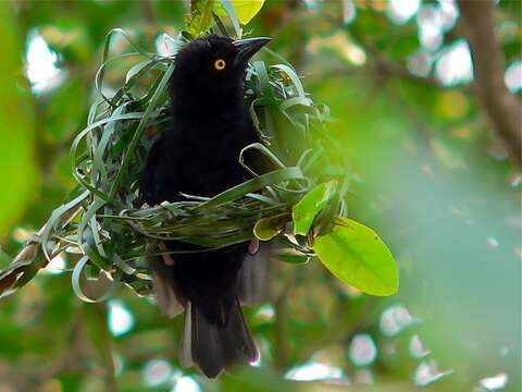 Image of Vieillot's Weaver