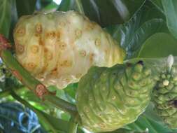 Image of Indian mulberry