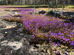 Image of Utricularia petertaylorii Lowrie