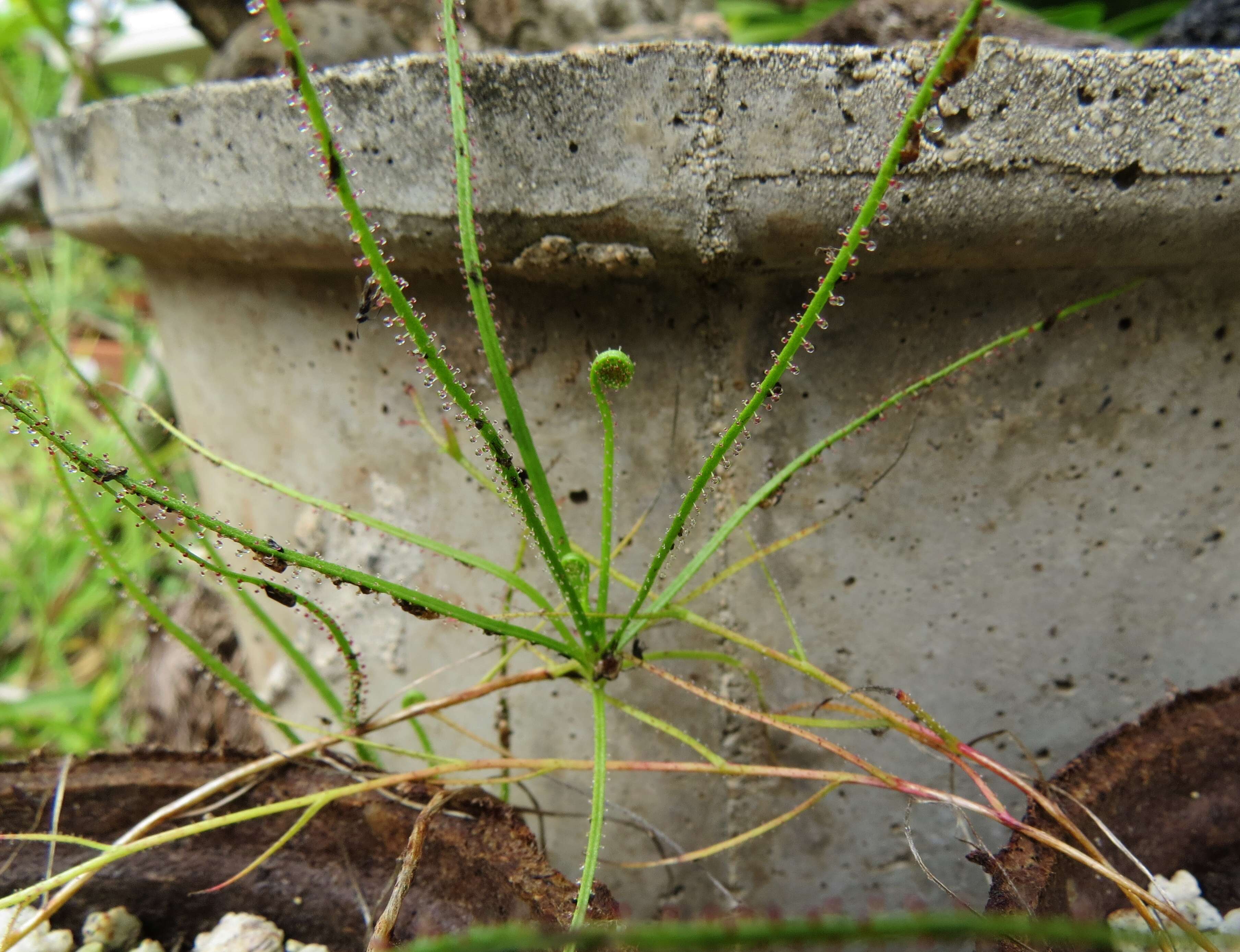 Image of Drosophyllaceae