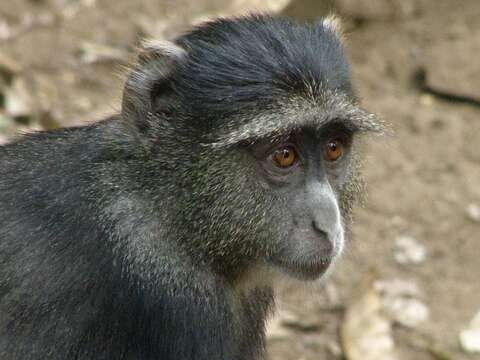 Image of blue monkey