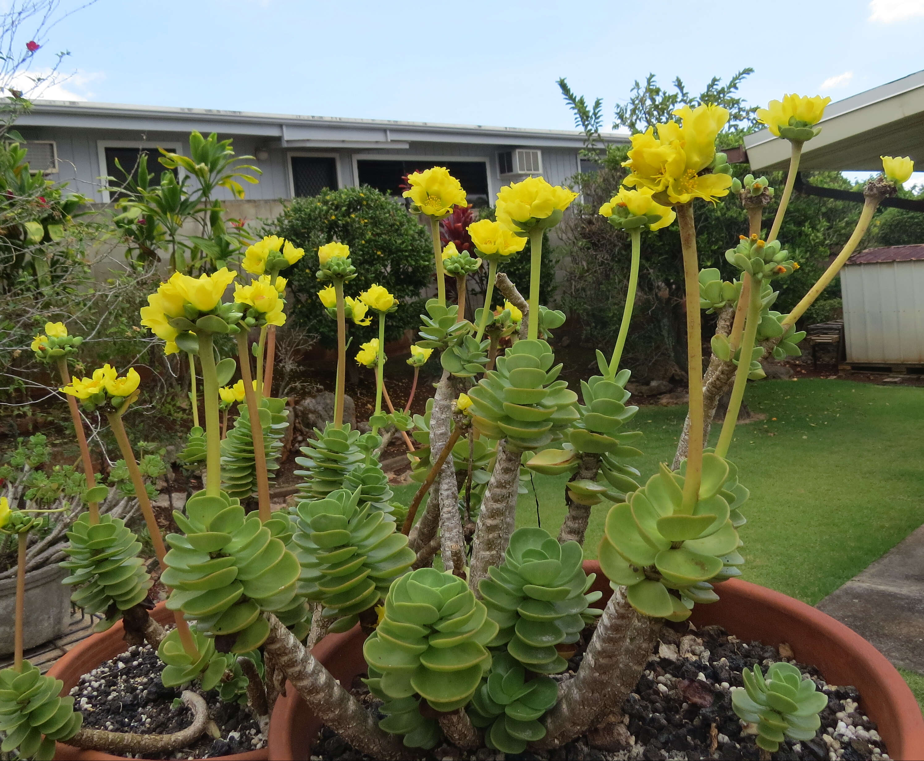 Portulaca molokiniensis R. W. Hobdy resmi