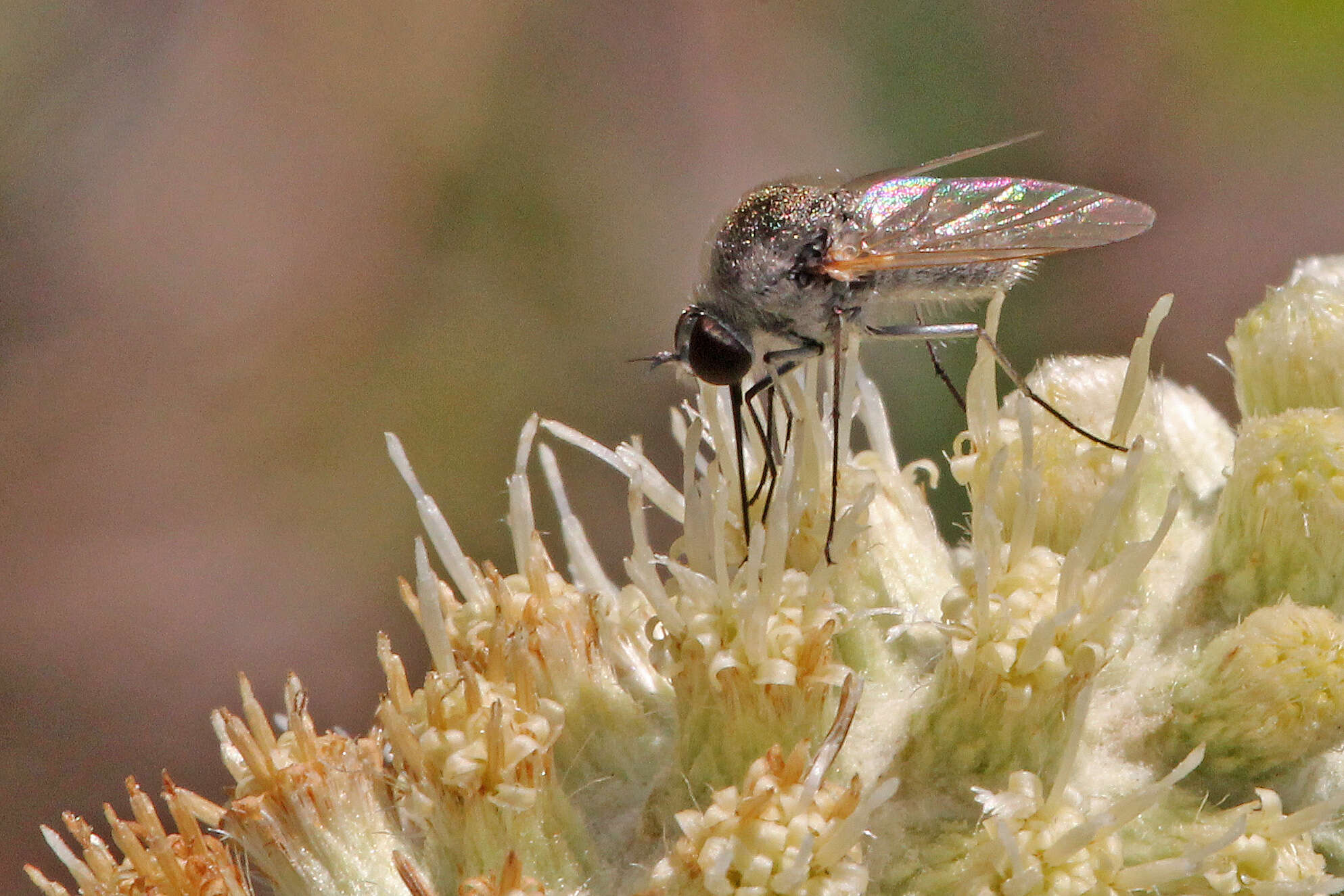 Image of bee flies