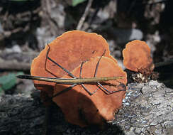 Image of Orange polypore