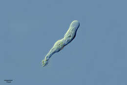 Image of Protist