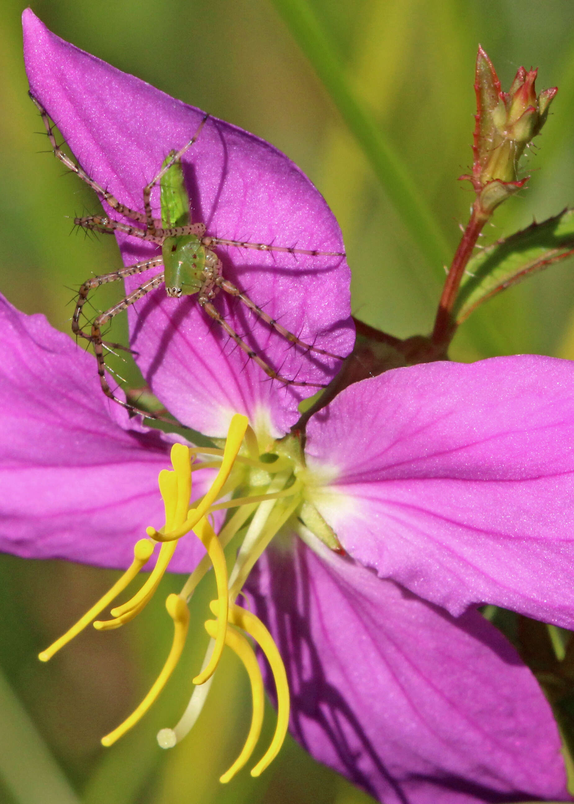 Image of Peucetia