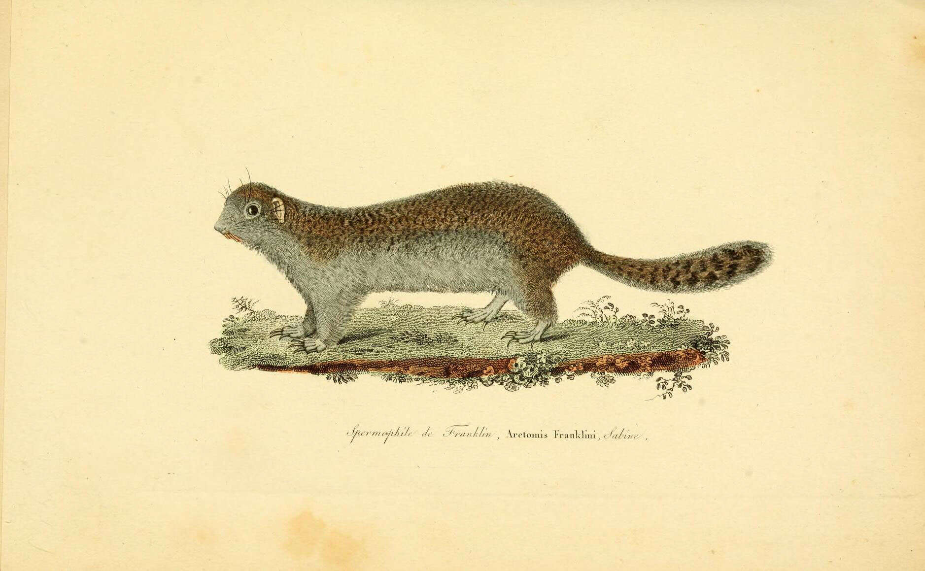Image of Poliocitellus A. H. Howell 1938