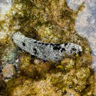 Image of Black sea cucumber