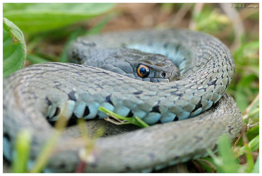 Image of Grass snakes