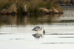 Image of Grey Heron