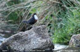 Image of dippers