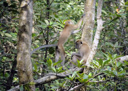 Image of Long-tailed Macaque