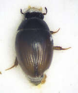 Image of Water scavenger beetle