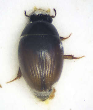 Image of Water scavenger beetle