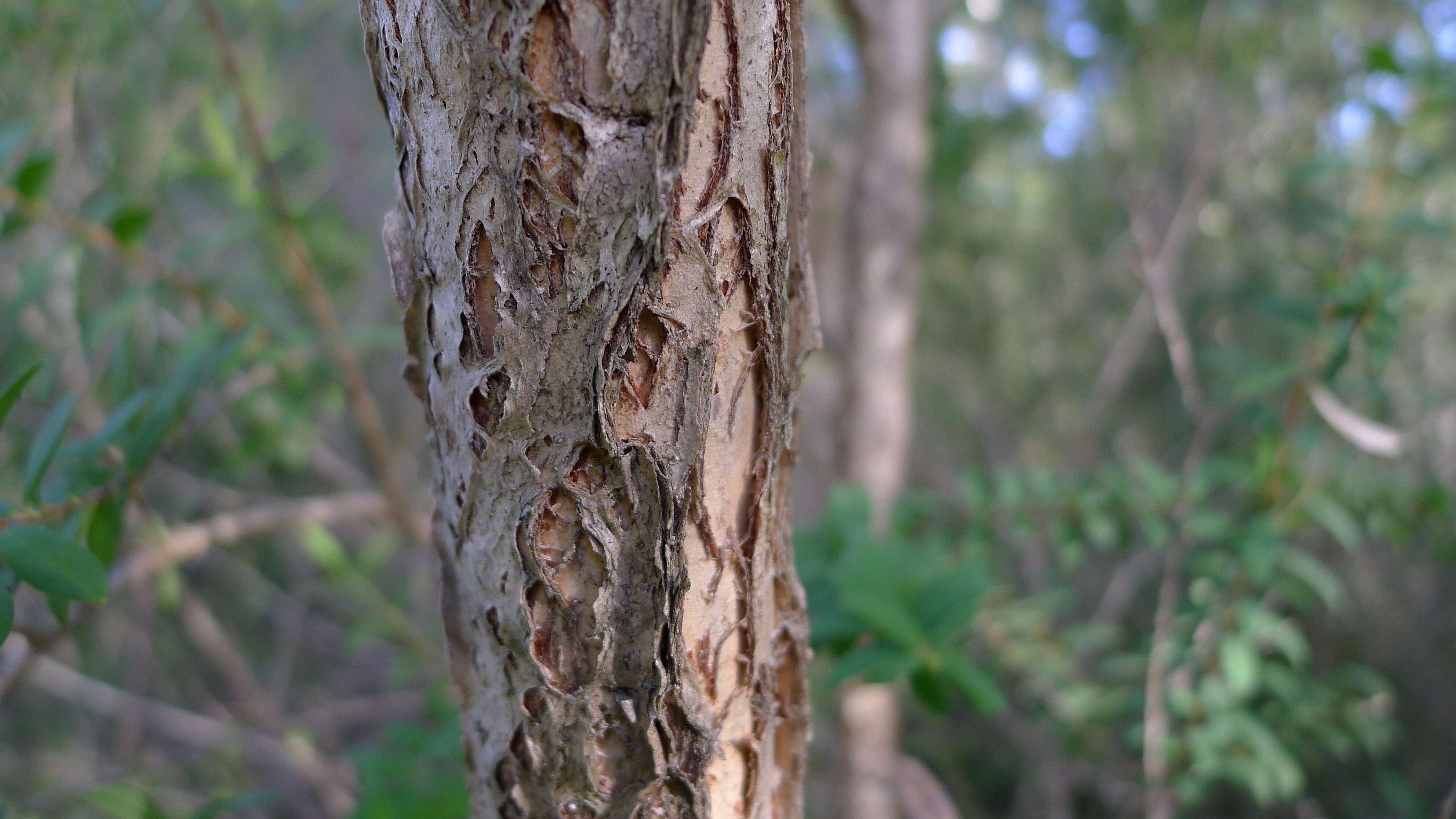 صورة Melaleuca hypericifolia Sm.