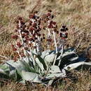 Plancia ëd Pleurophyllum hookeri J. Buch.