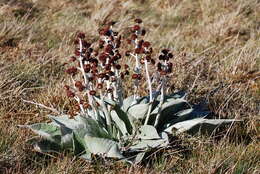 Image of Pleurophyllum