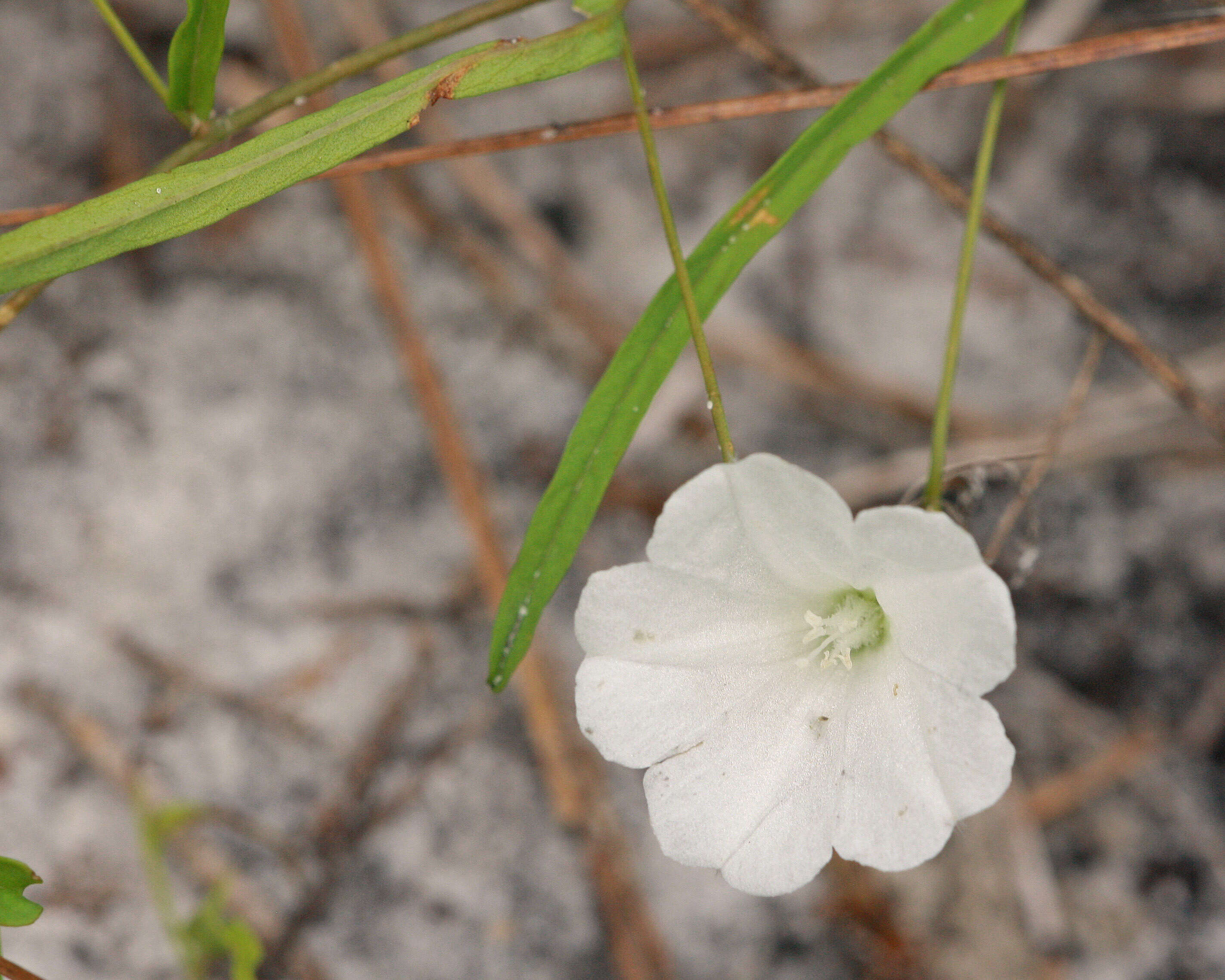 Image of dawnflower