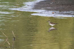 Image of Tringa Linnaeus 1758