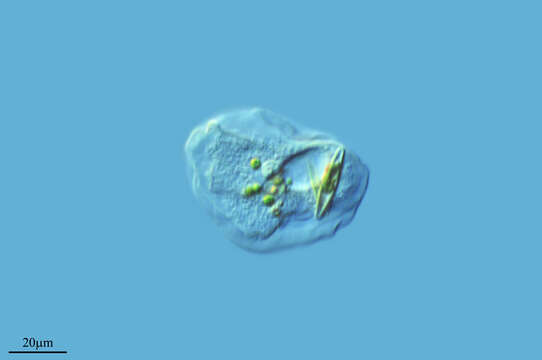 Image of Thecamoeba sphaeronucleolus (Greeff) Schaeffer