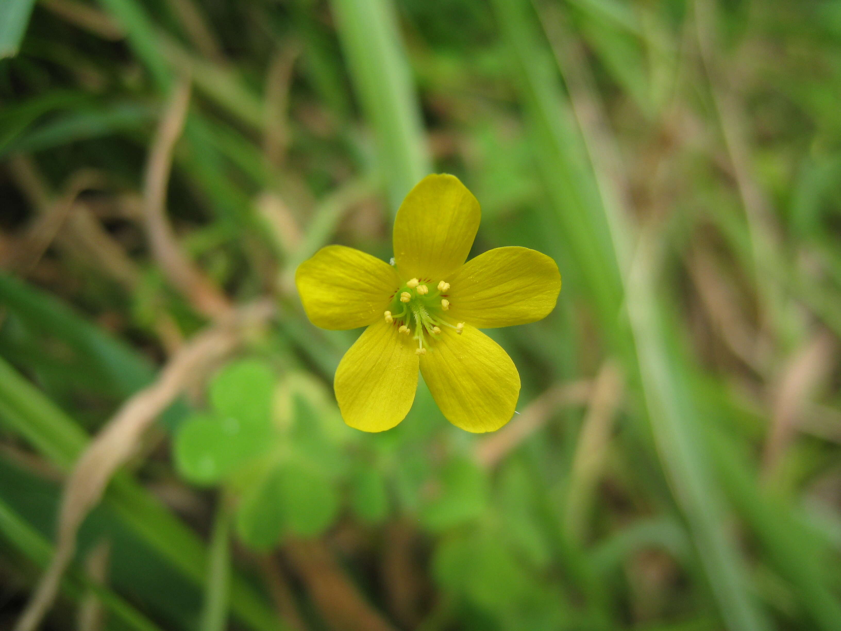 Image of Oxalis chnoodes A. Lourteig