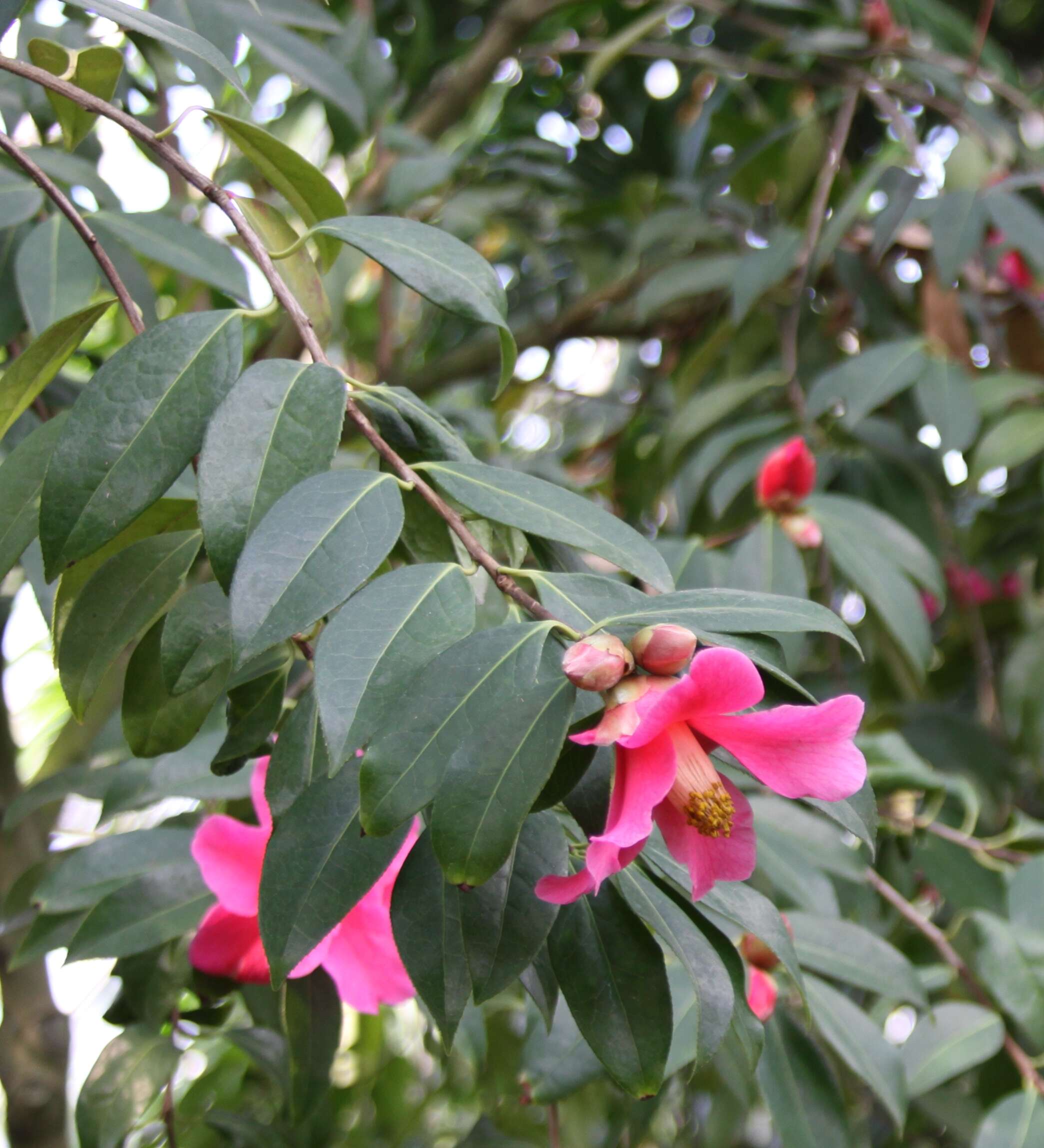 Image of Pitard's Camellia
