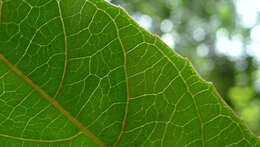 Image de Passiflora cacao Bernacci & M. M. Souza