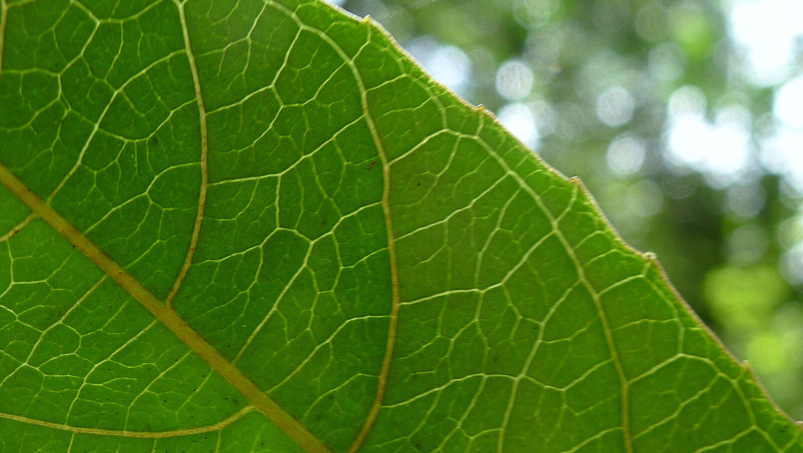 Image of Passiflora cacao Bernacci & M. M. Souza