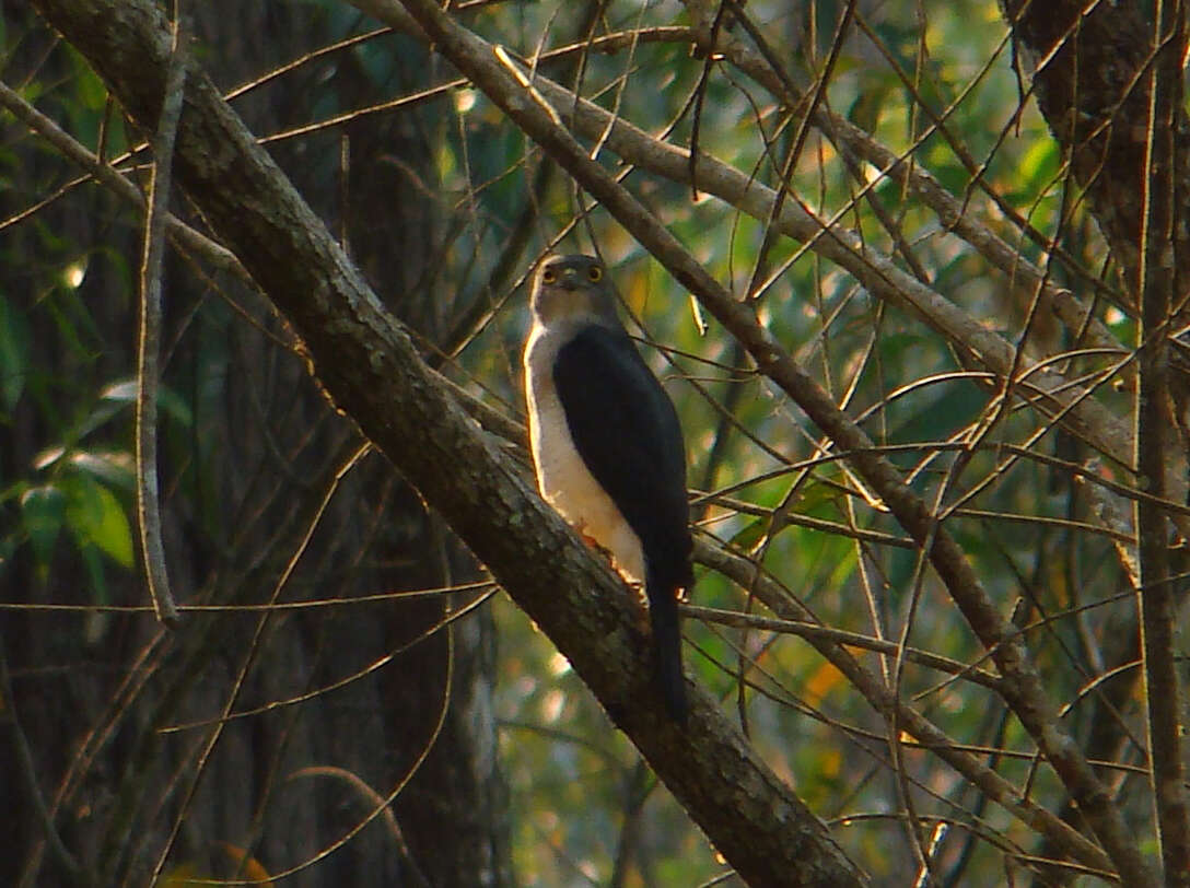 Image of Frances's Goshawk