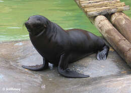 Image of Sea Lion