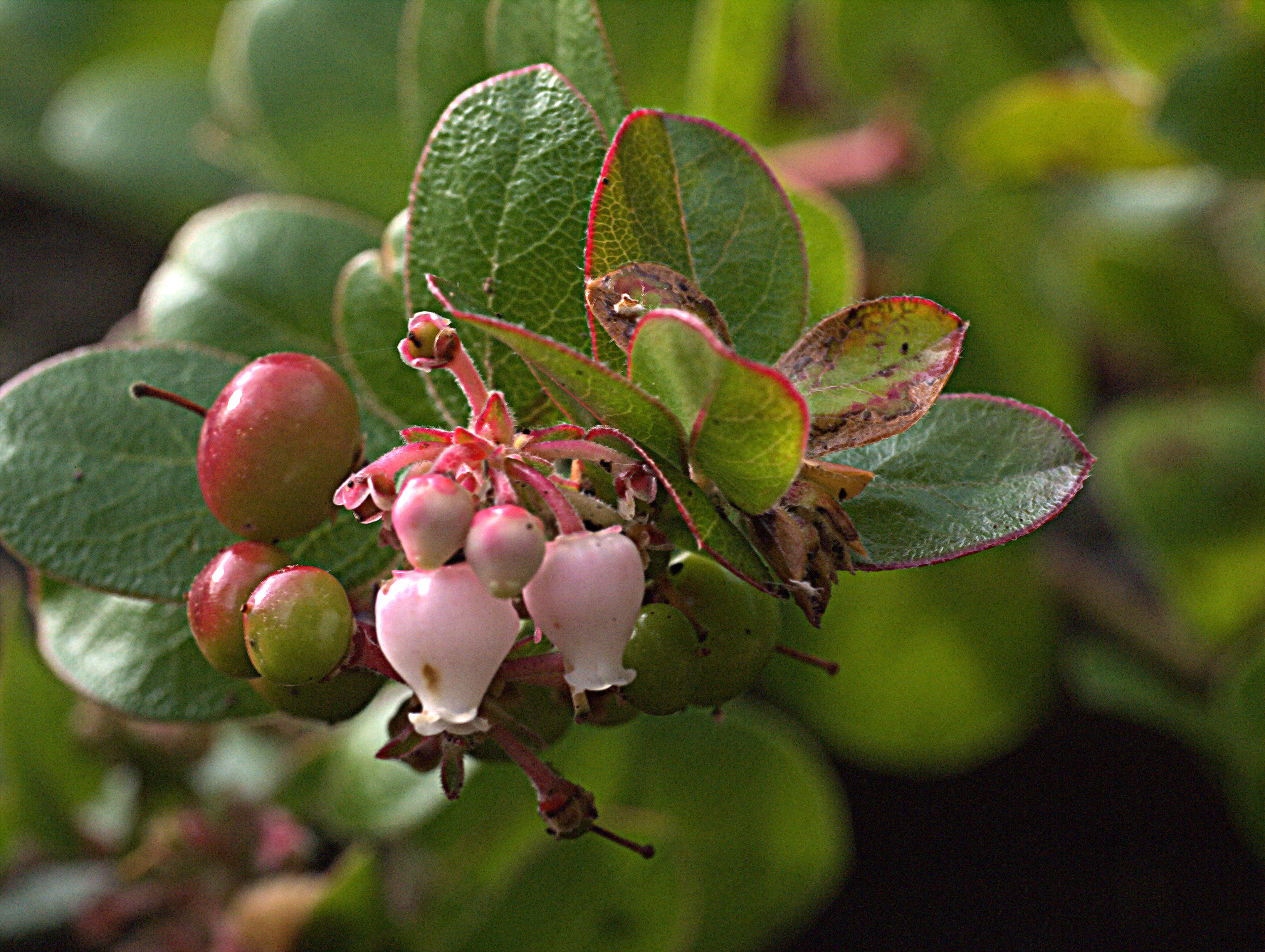 Image of Little Sur manzanita