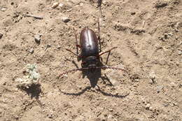 Prionus californicus Motschulsky 1845 resmi