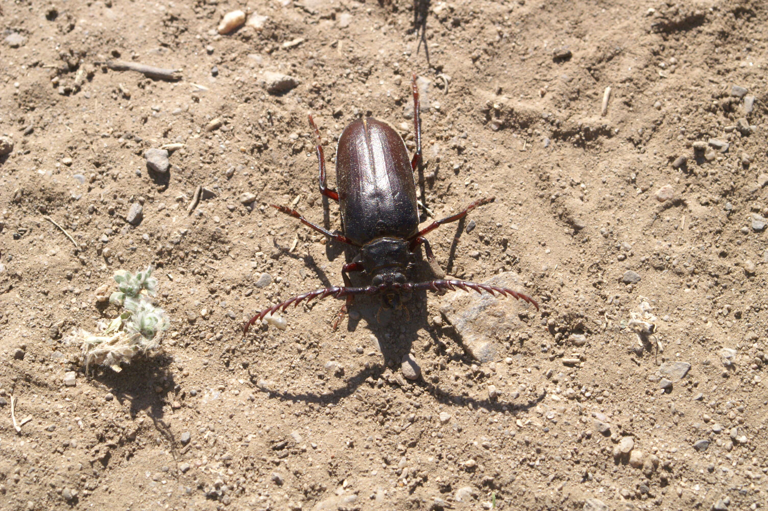 Image of California Root Borer