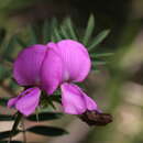 Слика од Tephrosia glomeruliflora Meissner