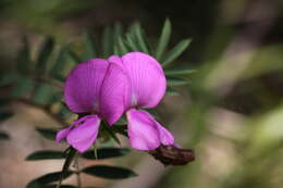 Image of Tephrosia glomeruliflora Meissner