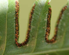 Imagem de Pteris tripartita Sw.