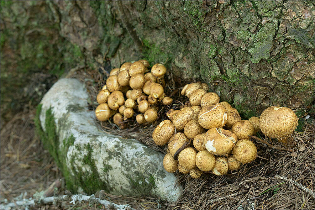 Image of shaggy scalycap