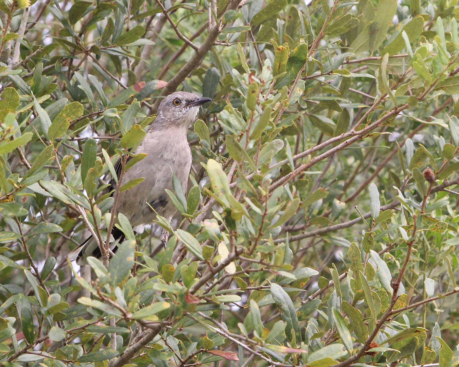 Image of Mimus Boie & F 1826